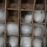 Cocons des vers a soie éthiopiens pour Ethio Ethic