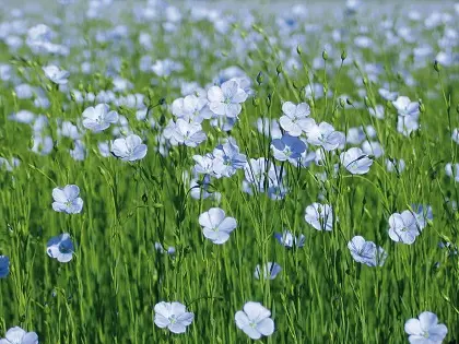 Fleur de lin éthiopien