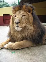 Lion noir d'Abyssinie