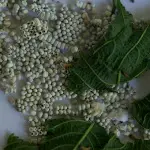 Oeufs des vers a soie éthiopiens pour Ethio Ethic